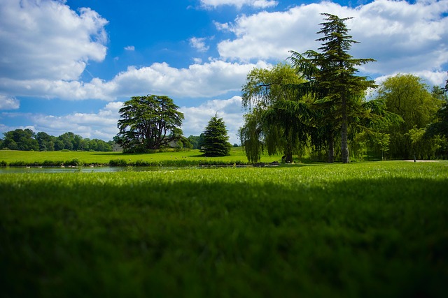 Free Field Trees photo and picture
