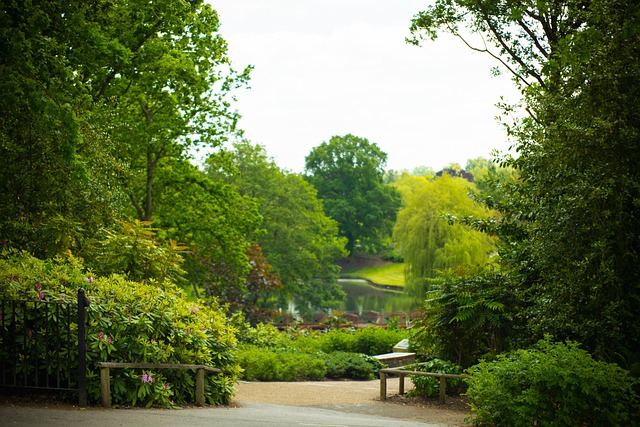 Free Field Trees photo and picture