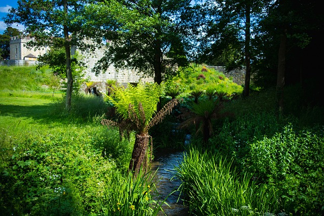 Free Field Trees photo and picture