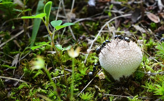 Free Ant Ants photo and picture