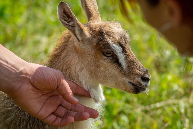 ヤギ 反芻動物 哺乳類 - Pixabayの無料写真 - Pixabay
