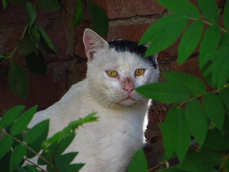 Gato, Mascota, Animal, Gato Doméstico