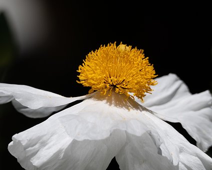 100以上の無料california Poppy 花画像