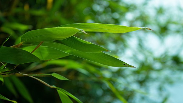 Free Hojas Plantas photo and picture