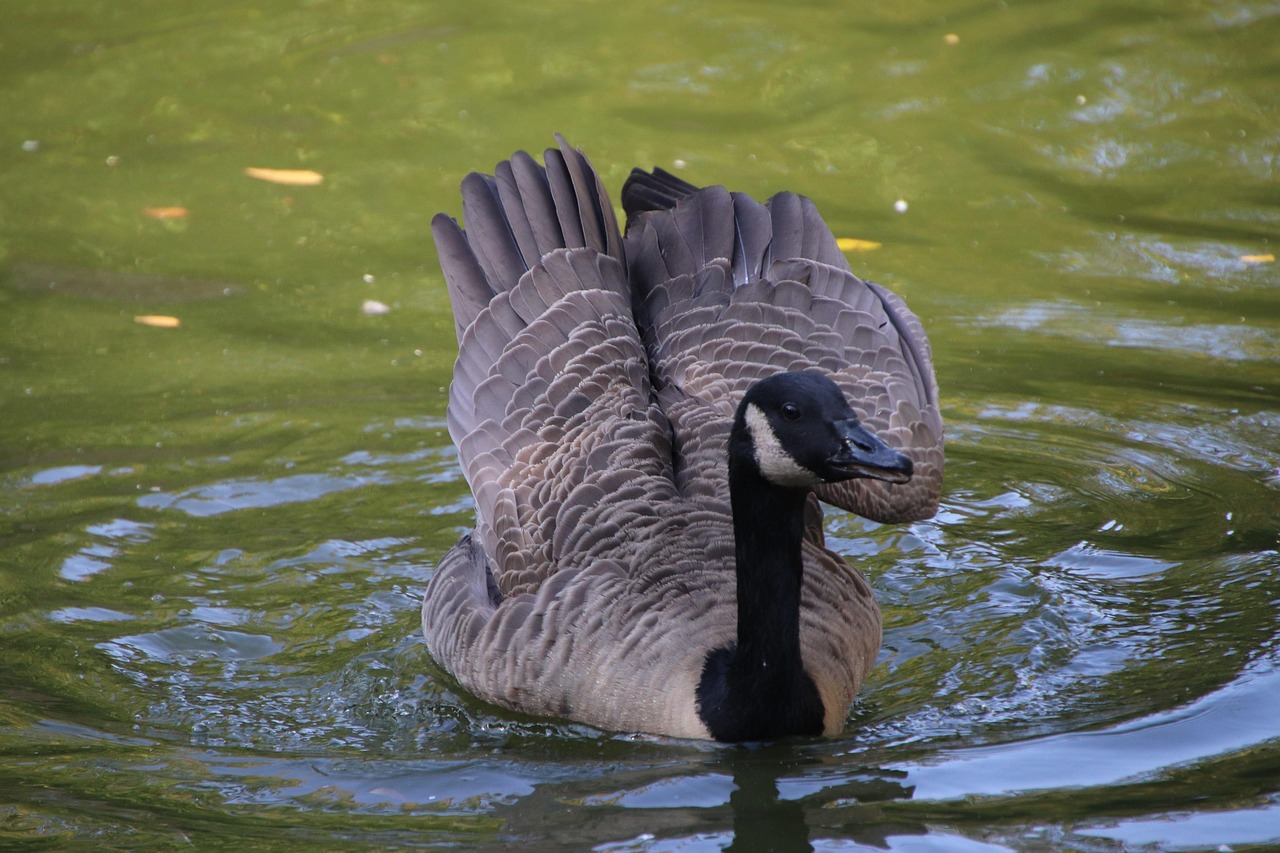 Brant Gans Teich Branta - Kostenloses Foto auf Pixabay - Pixabay