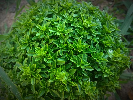 Free Plant Basil photo and picture
