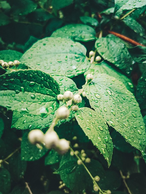 Bladeren, Regen, Macro