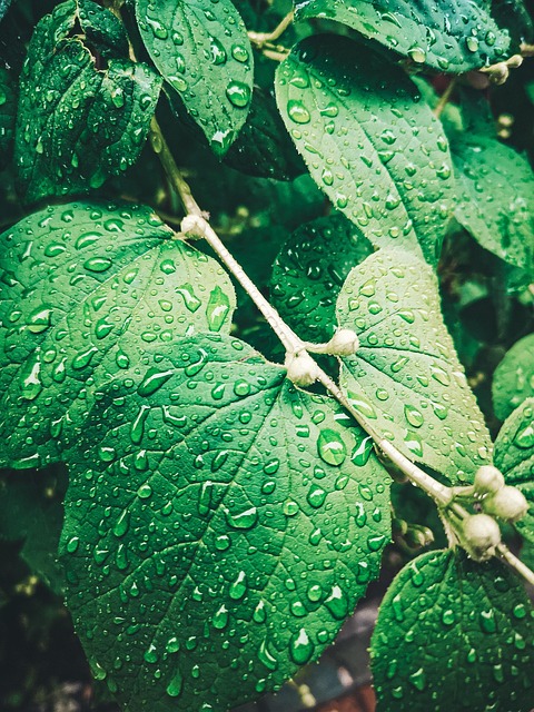 Bladeren, Groentjes, Regen, Zomer, Macro
