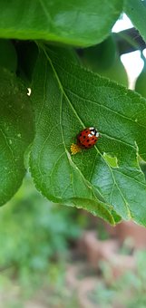 Free Ladybug Beetle photo and picture