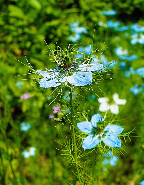 Love In A Mist Flowers Plant Free photo on Pixabay Pixabay