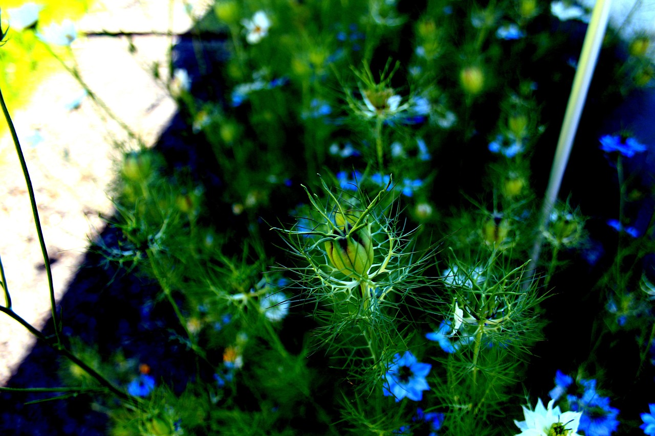 Love In A Mist Flower Bud Free photo on Pixabay Pixabay