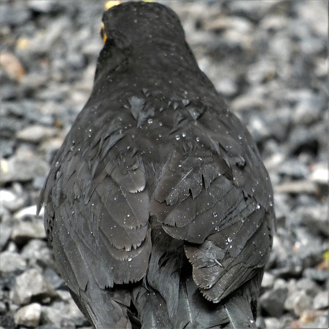 Bird Black Feathers - Free photo on Pixabay - Pixabay