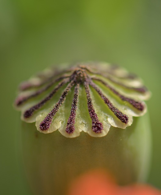 Free Flower Bud photo and picture