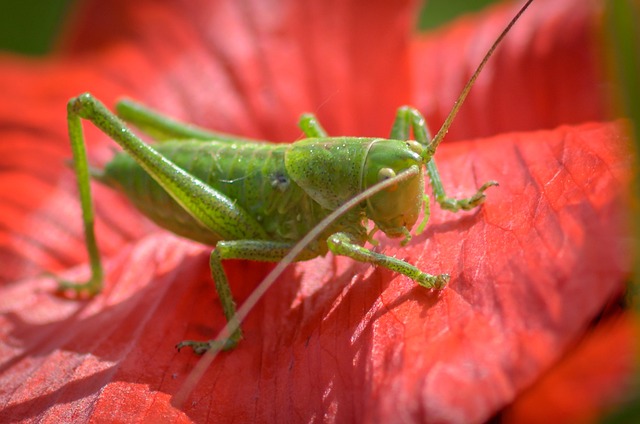 Free Grasshopper Insect photo and picture