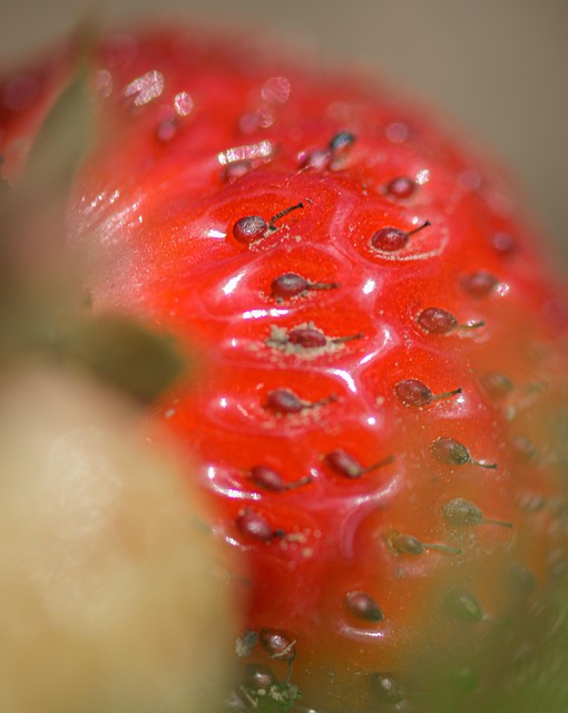 Free Strawberry Close Up photo and picture