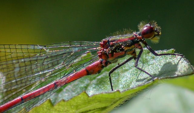 Free Dragonfly Insect photo and picture