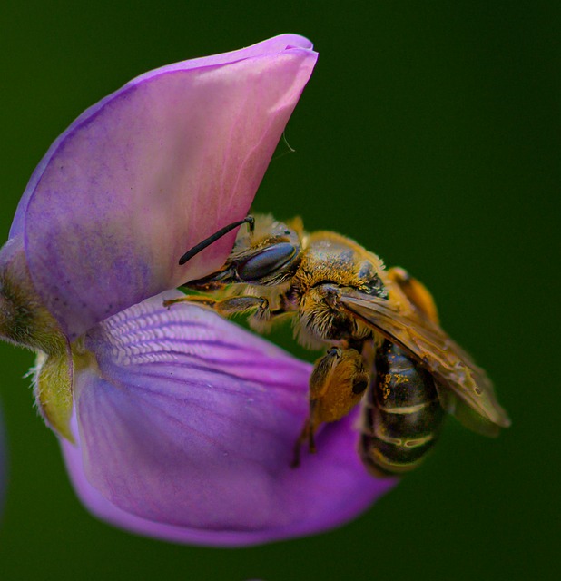 Free Honey Bee Pollen photo and picture