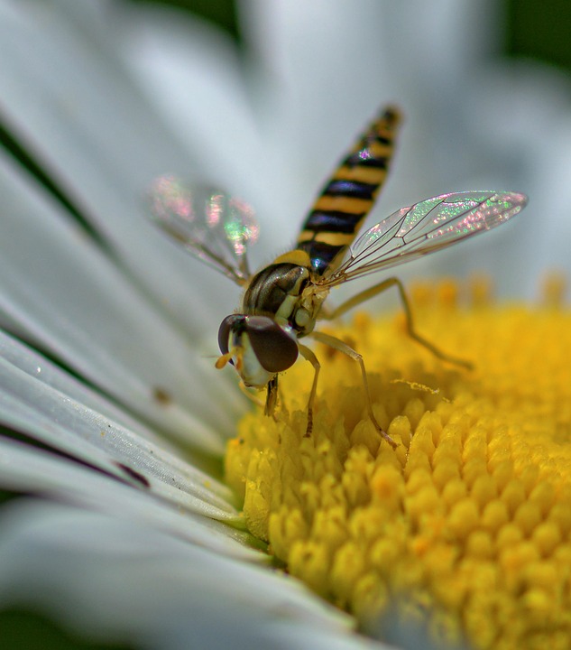Insect Hoverfly Pollen - Free photo on Pixabay - Pixabay