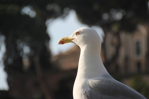 Free Bird Seagull photo and picture