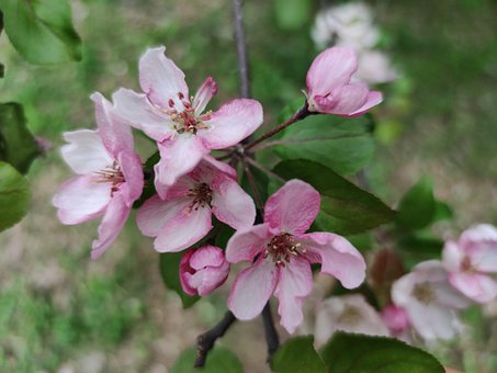 Blomst, Sommer, Vår, Natur, Blomster