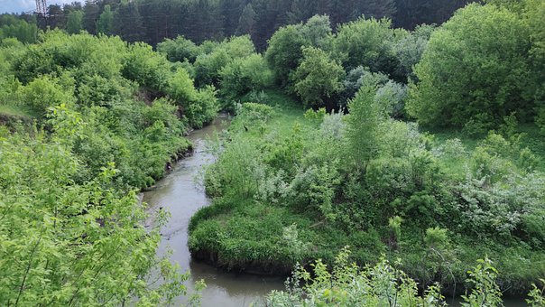 Elven, Skog, Skogen, Natur, Trær