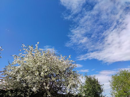 Treet, Blomster, Natur, Vår, Bloom