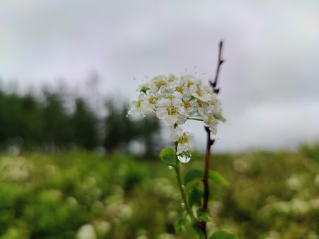 Blomst, En Dråpe, Dew, Natur, Bloom