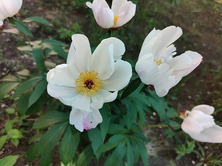 Blomst, Greener, Blomster, Natur, Hage