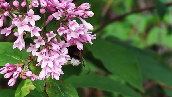 Blomster, Makro, Natur, Blomst, Flora