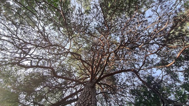 Treet, Gren, Landskapet, Natur, Næringer
