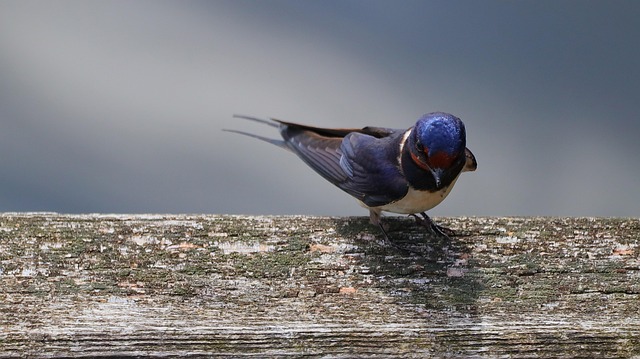 Swaallow 800+ Free Swallow & Nature Images - Pixabay