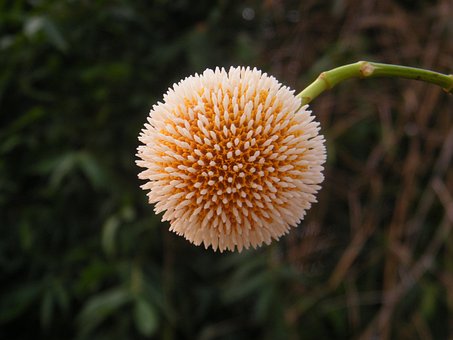 Klette, Blume, Pflanze, Cadamba