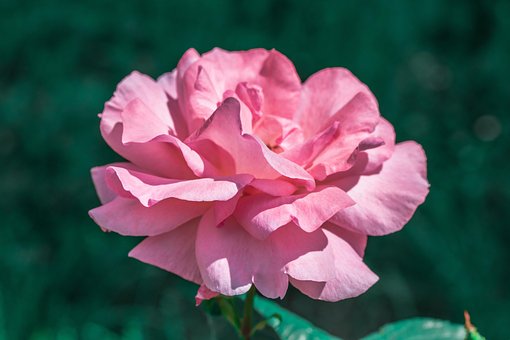 Roos, Bloem, Roze Bloem, Roze Roos