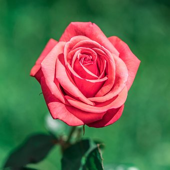 Roos, Bloem, Roze Bloem, Roze Roos