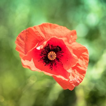 Papaver, Bloem, Plantaardige