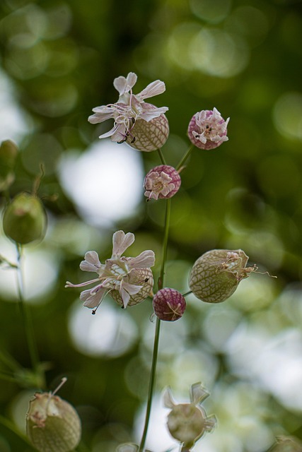 Free Flowers Wild Flowers photo and picture