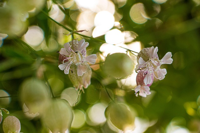 Free Flowers Wild Flowers photo and picture