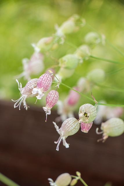 Free Flowers Wild Flowers photo and picture