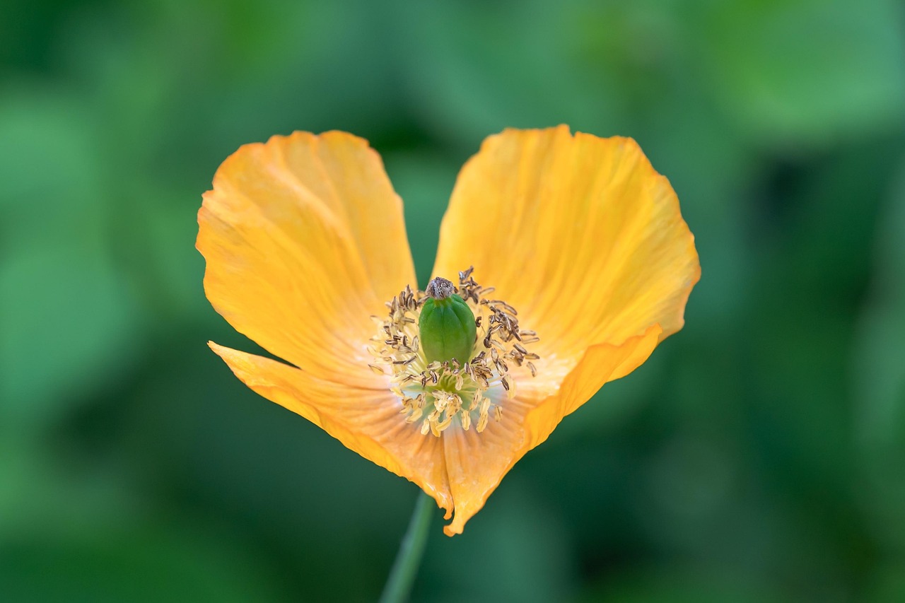 Coquelicot Pavot Jaune Fleur - Photo gratuite sur Pixabay