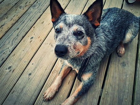 Free Blue Heeler Dog photo and picture