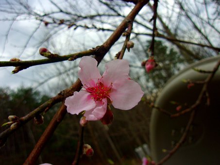 Free Dark Skies Pink photo and picture