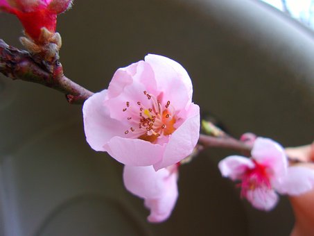 Free Yoshino Cherry Flowers photo and picture