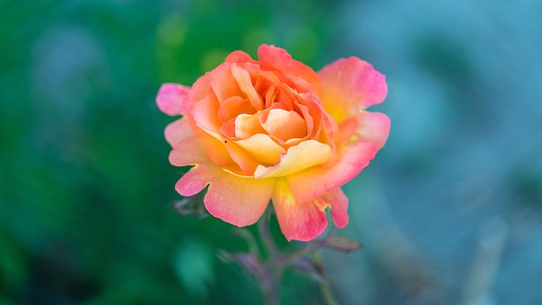 Roos, Bloem, Plantaardige, Bloemblaadjes