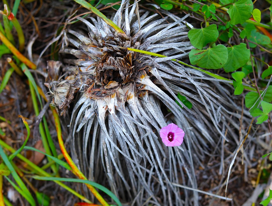 Flower Plant Roots - Free photo on Pixabay - Pixabay