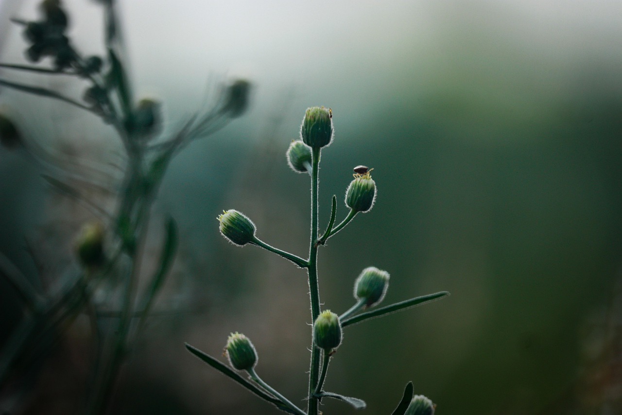 Buds Plants Insect - Free photo on Pixabay - Pixabay