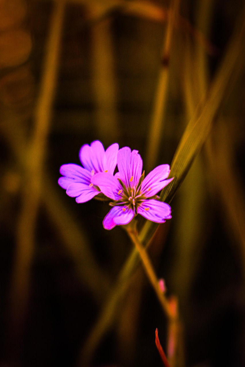 Geranium Flowers Plant Crane'S - Free photo on Pixabay