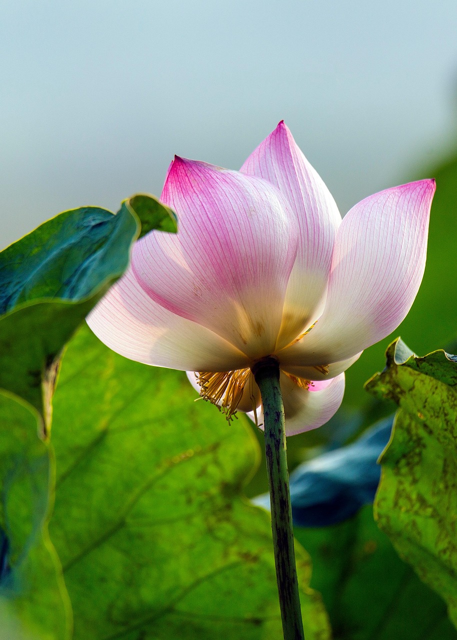 Loto Flor Rosa De - Foto gratis en Pixabay - Pixabay