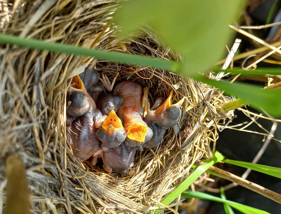 Pollitos Aves Nido - Foto gratis en Pixabay - Pixabay