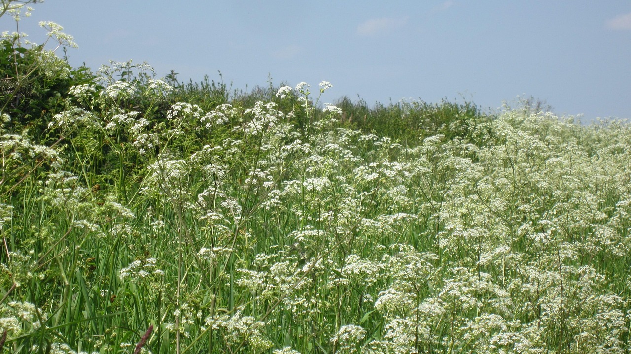 cow-parsley-flower-countryside-free-photo-on-pixabay-pixabay
