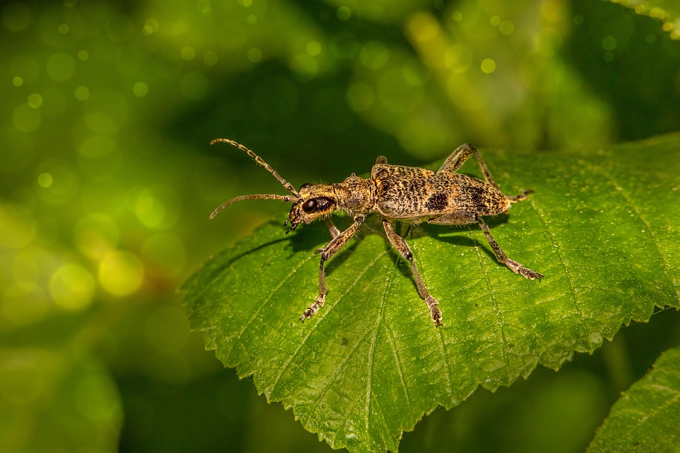 Spotted Insect Images Beetle Insect Black-Spotted - Free photo on Pixabay